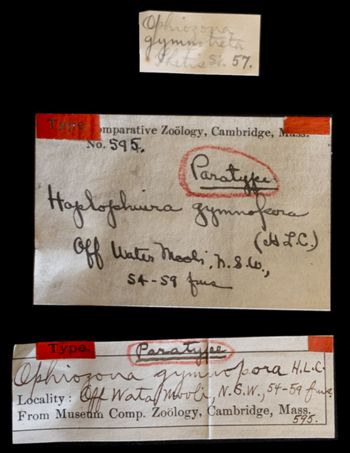 Media type: image;   Invertebrate Zoology OPH-595 Aspect: labels